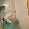 Atomic a rejoint le concours — aidez-le/la à gagner de superbes lots ! animal, bucket, cat, container, curiosity, curious, domestic, exploring, feline, funny_pose, furry, household, indoor, orange_curtain, pet, playful, striped_tail, tail, wall, white_fur