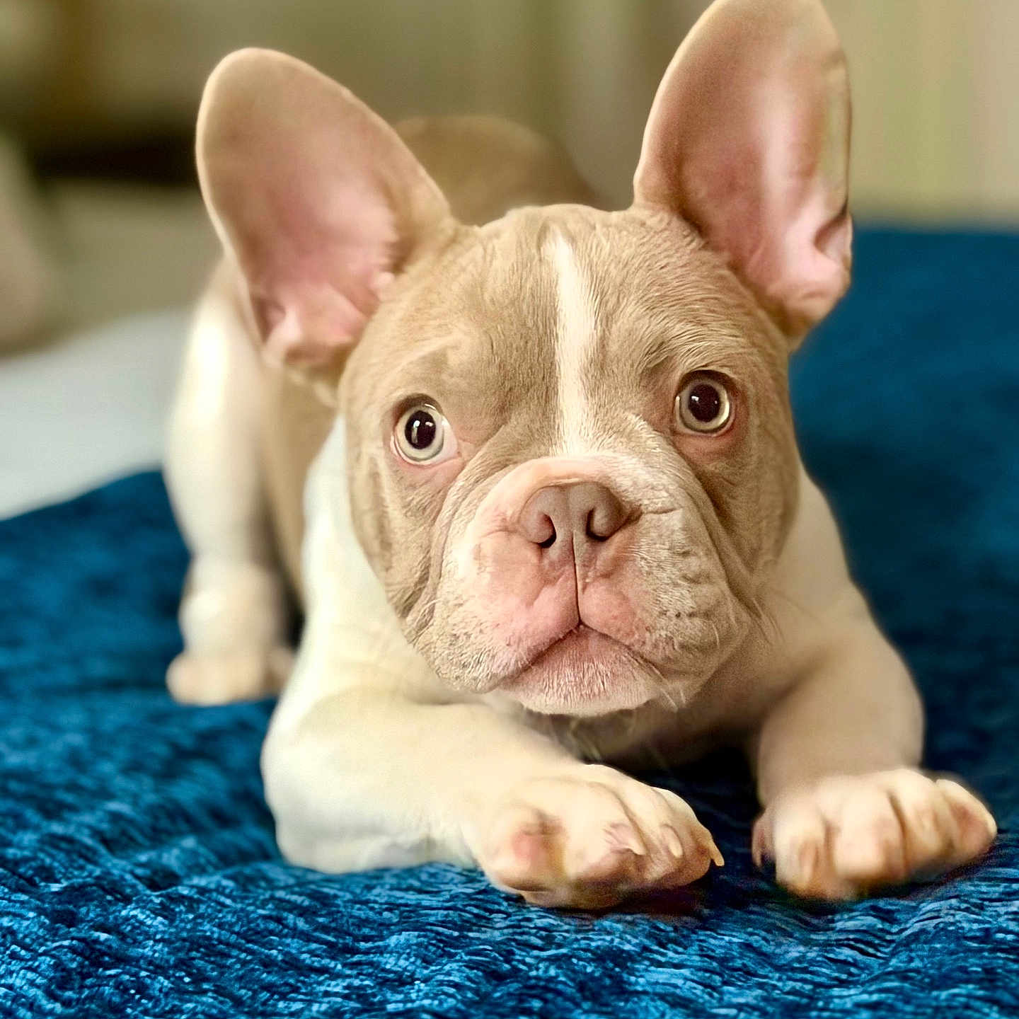 Milo