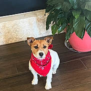 Shorty Rae is registered to the contest to win money with this photo: dog, bandana, red_bandana, small_dog, floor, wooden_floor, plant, green_leaves, potted_plant, pink_pot, indoor, pet, animal, brown_and_white, ears_up, alert, sitting, domestic_animal, companion, cute