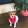 dog, bandana, red_bandana, small_dog, floor, wooden_floor, plant, green_leaves, potted_plant, pink_pot, indoor, pet, animal, brown_and_white, ears_up, alert, sitting, domestic_animal, companion, cute