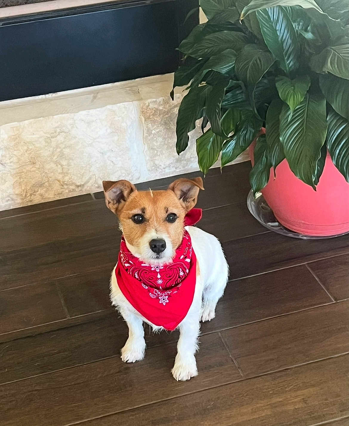 Shorty Rae is registered to the contest to win money with this photo: dog, bandana, red_bandana, small_dog, floor, wooden_floor, plant, green_leaves, potted_plant, pink_pot, indoor, pet, animal, brown_and_white, ears_up, alert, sitting, domestic_animal, companion, cute