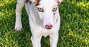 Lorretta Lynn joined the competition — help win amazing prizes! dog, puppy, canine, speckled_coat, blue_eyes, standing, grass, lawn, outdoor, portrait, animal, pet, white_fur, brown_spots, pointed_ears, pink_nose, front_view, sunlight, nature, close_up