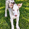 dog, puppy, canine, speckled_coat, blue_eyes, standing, grass, lawn, outdoor, portrait, animal, pet, white_fur, brown_spots, pointed_ears, pink_nose, front_view, sunlight, nature, close_up