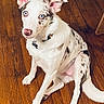 Lorretta Lynn joined the competition — help win amazing prizes! dog, puppy, white_dog, spotted_dog, sitting, hardwood_floor, indoor, pet, animal, collar, tag, pink_nose, blue_eyes, floppy_ears, long_tail, fur, portrait, surprised_expression, home, photography