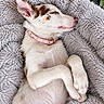 Lorretta Lynn is registered to the contest to win money with this photo: puppy, dog, sleeping, lying_down, white_fur, brown_spots, pink_collar, fluffy_blanket, cozy, indoors, close_up, peaceful, cute, relaxed, paws, closed_eyes, pet, animal, soft_texture, nap
