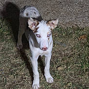 Lorretta Lynn is registered to the contest to win money with this photo: dog, puppy, white_dog, brown_patches, standing, outdoor, grass, night, flash_photography, glowing_eyes, long_legs, pointed_ears, short_fur, backyard, ground, leaves, shadow, animal_portrait, curious, full_body