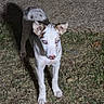 dog, puppy, white_dog, brown_patches, standing, outdoor, grass, night, flash_photography, glowing_eyes, long_legs, pointed_ears, short_fur, backyard, ground, leaves, shadow, animal_portrait, curious, full_body