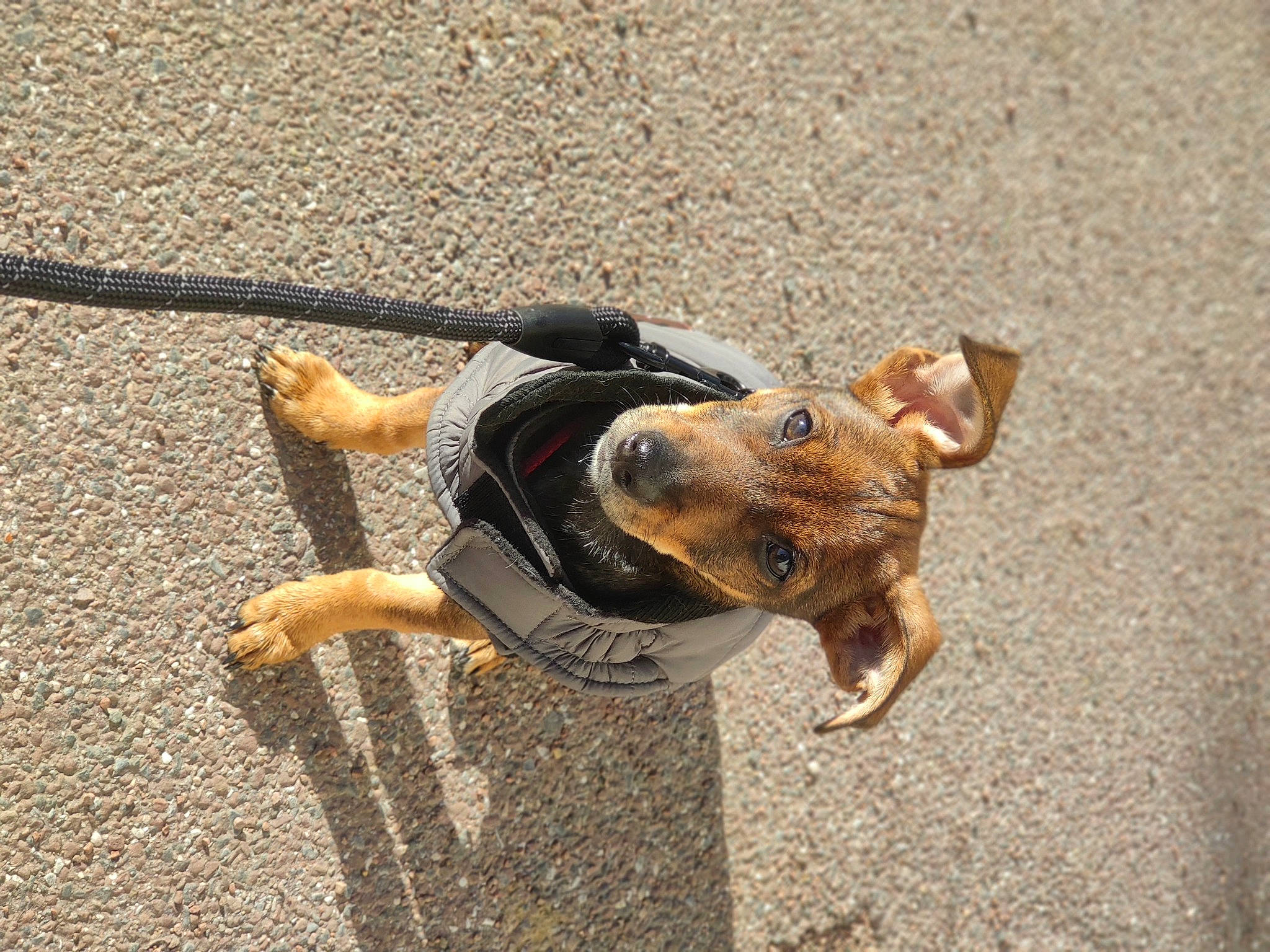 Nala participe au concours pour gagner de l'argent avec cette photo : canidae, carnivore, collar, dog, dog_breed, dog_collar, fawn, leash, paw, puppy, snout, sporting_group, working_dog