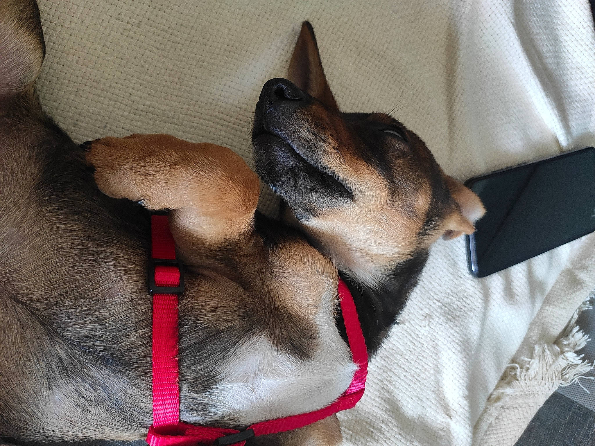 Nala a rejoint le concours — aidez-le/la à gagner de superbes lots ! canidae, carnivore, collar, dog, dog_breed, ear, fawn, jaw, snout