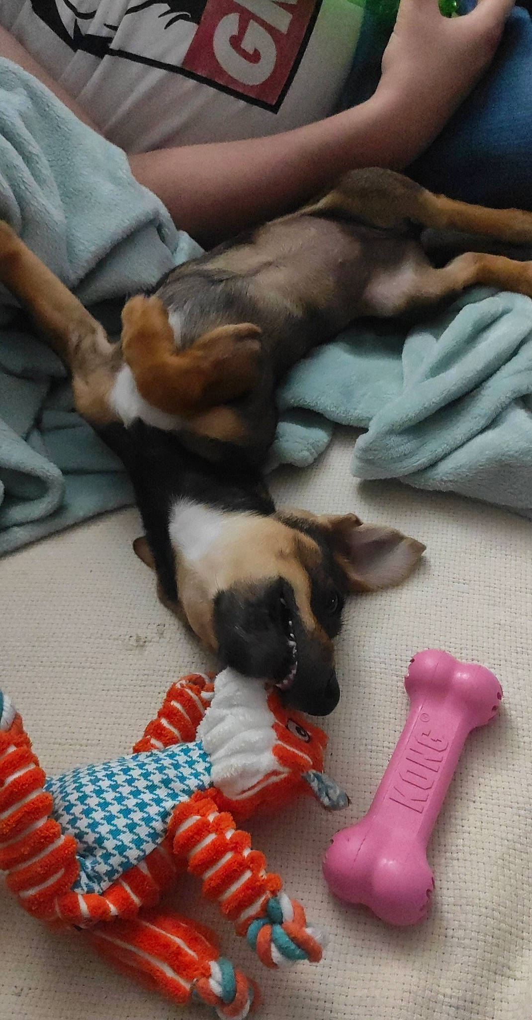 Nala a rejoint le concours — aidez-le/la à gagner de superbes lots ! canidae, carnivore, dog, dog_breed, dog_toy, fawn, non_sporting_group, paw, puppy, puppy_love