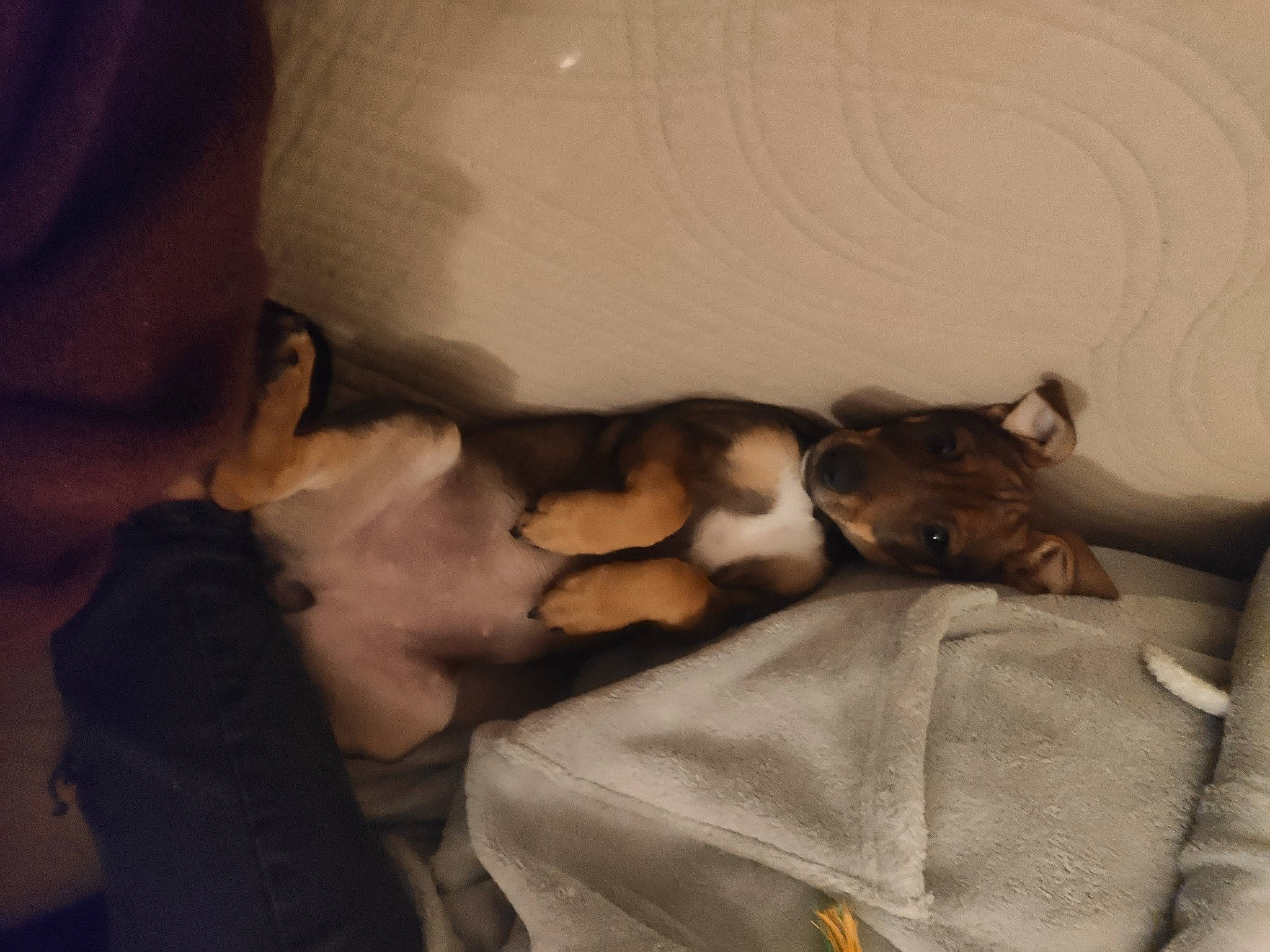 Nala a rejoint le concours — aidez-le/la à gagner de superbes lots ! carnivore, cat, comfort, fawn, felidae, kitten, nap, paw, room, sleep, small_to_medium_sized_cats, whiskers