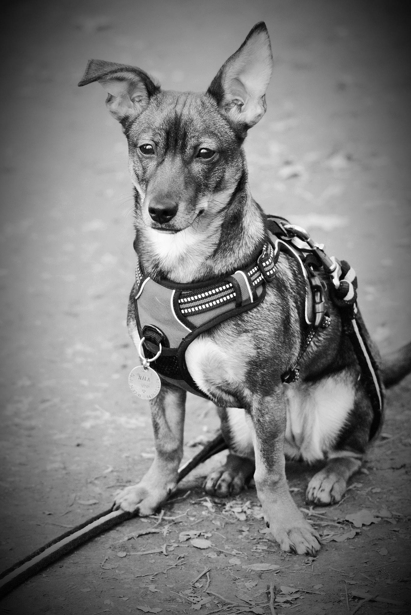 Nala a rejoint le concours — aidez-le/la à gagner de superbes lots ! black_and_white, canidae, carnivore, companion_dog, darkness, dog, dog_breed, dog_clothes, dog_supply, fawn, flash_photography, grey, monochrome, monochrome_photography, pet_supply, snout, sporting_group, style, whiskers, working_animal