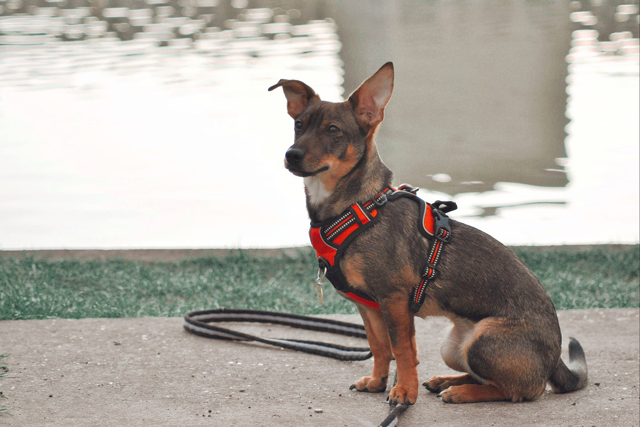 Nala a rejoint le concours — aidez-le/la à gagner de superbes lots ! canidae, carnivore, collar, companion_dog, dog, dog_breed, dog_clothes, dog_collar, dog_supply, fashion_accessory, fawn, leash, pet_supply, snout, sporting_group, tail, terrier, toy_dog, water, working_animal