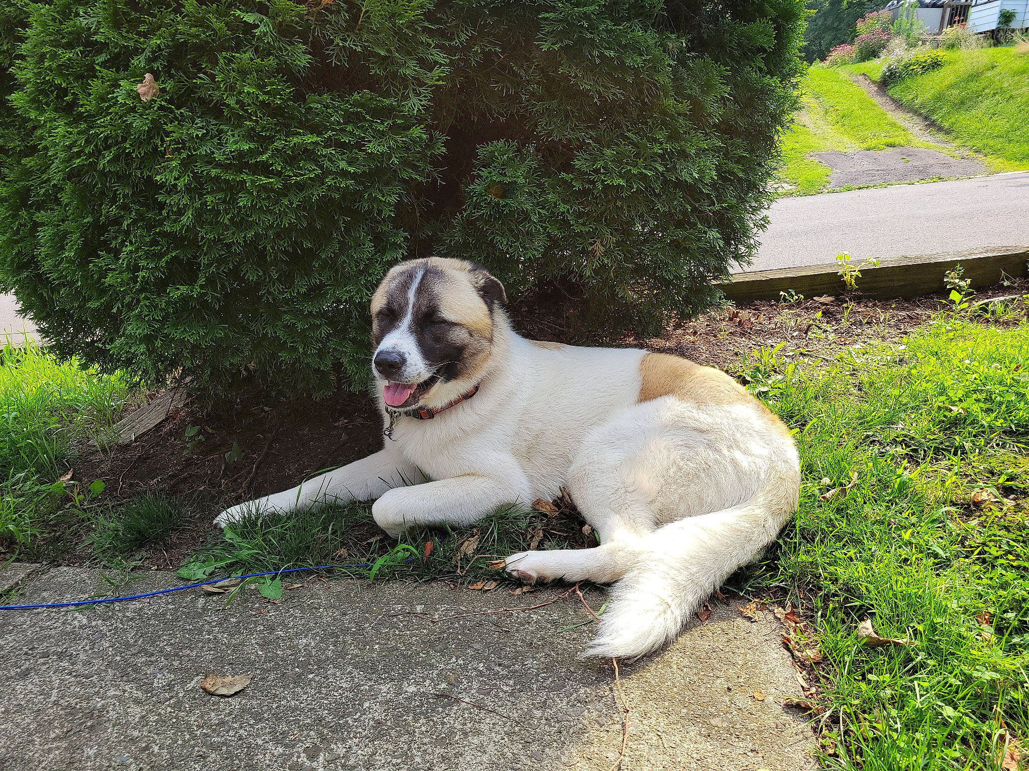 Carson joined the competition — help win amazing prizes! canidae, carnivore, collar, companion_dog, dog, dog_breed, fawn, garden, grass, groundcover, landscaping, livestock_guardian_dog, plant, shrub, sporting_group, tail, tree, working_animal, working_dog, yard