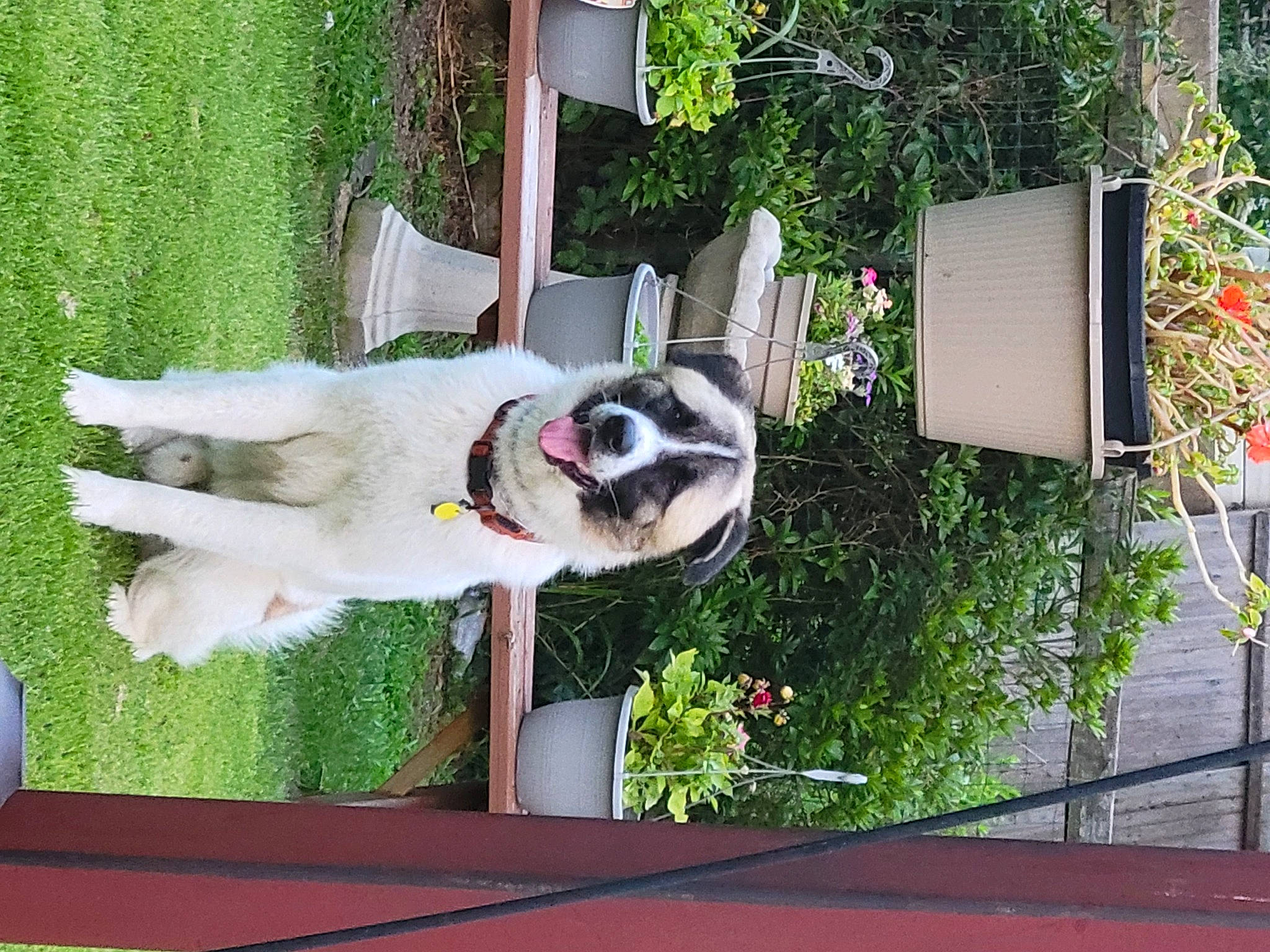 Carson joined the competition — help win amazing prizes! canidae, carnivore, collar, companion_dog, dock_jumping, dog, dog_breed, dog_supply, grass, leisure, non_sporting_group, pet_supply, plant, sporting_group, tail, tree, window, working_animal, working_dog