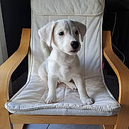 Rocket participe au concours pour gagner de l'argent avec cette photo : puppy, dog, white_dog, chair, wooden_chair, cushion, pet, indoor, floor_tiles, cute, young_dog, sitting, fur, animal, domestic_animal, portrait, looking, ears, paws, nose
