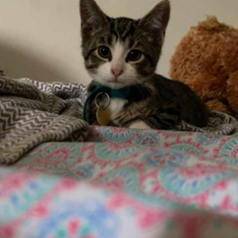 Milo Summers is registered to the contest to win money with this photo: cat, kitten, tabby, animal, pet, portrait, wide_eyes, sitting, indoors, bedroom, blanket, patterned_blanket, teddy_bear, collar, bell, wall, notes, cozy, front_facing, cute