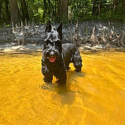 Greyson joined the competition — help win amazing prizes! dog, scottish_terrier, water, shallow_water, forest, trees, tree_roots, mud, sunlight, outdoors, nature, animal, pet, canine, tongue_out, standing, happy, daytime, riverbank, summer