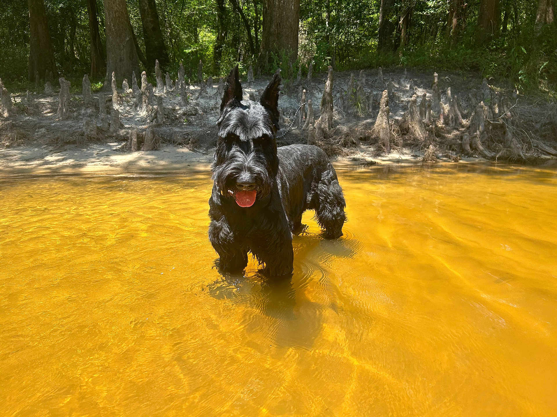 Greyson joined the competition — help win amazing prizes! dog, scottish_terrier, water, shallow_water, forest, trees, tree_roots, mud, sunlight, outdoors, nature, animal, pet, canine, tongue_out, standing, happy, daytime, riverbank, summer