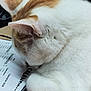 animal, calendar, cat, close_up, cute, domestic_animal, ear, feline, fur, head, indoor, orange_fur, paper, pet, relaxed, resting, sleeping, table, whiskers, white_fur