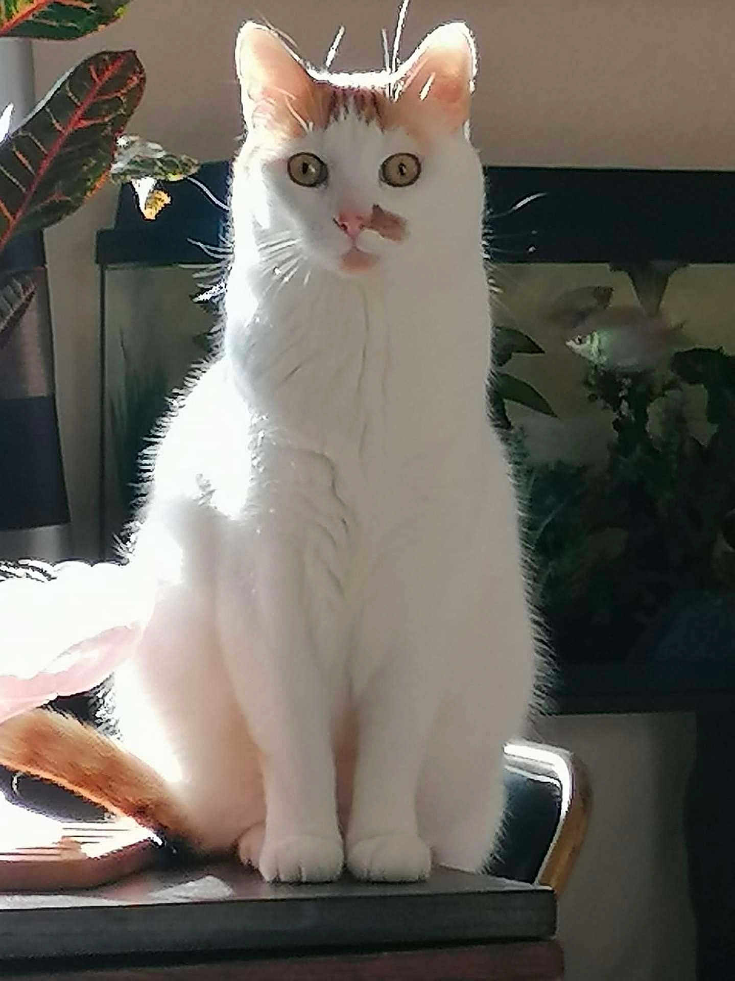 Jazz a rejoint le concours — aidez-le/la à gagner de superbes lots ! cat, white_cat, pet, indoor, table, fish_tank, fish, plant, sunlight, feline, animal, cute, sitting, domestic, whiskers, tail, chair, brown_patch, eyes, portrait