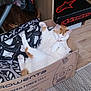 Jazz participe au concours pour gagner de l'argent avec cette photo : cat, cardboard_box, indoor, relaxed, sleeping, white_cat, orange_cat, feline, pet, cozy, blanket, wooden_floor, basket, furniture, home, resting, animal, cute, paw, fur
