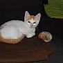 kitten, cat, white_cat, orange_cat, pet, animal, indoor, blanket, plush_toy, toy, brown_blanket, couch, furniture, resting, cute, small, fur, ears, whiskers, domestic_cat