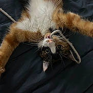 Sister joined the competition — help win amazing prizes! cat, calico, playful, pet, feline, whiskers, paws, stretching, lying_down, indoor, cute, curious, string, fur, animal, mischievous, closeup, bed, black_background, domestic_cat