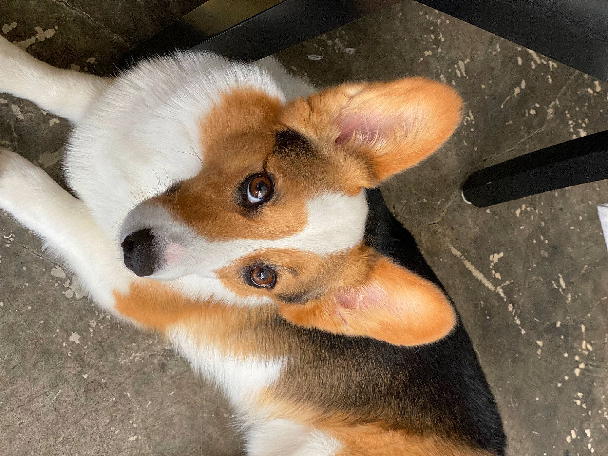 Millie is registered to the contest to win money with this photo: canidae, carnivore, companion_dog, corgi_chihuahua, dog, dog_breed, ear, fawn, fur, herding_dog, non_sporting_group, paw, puppy, sporting_group, tail, terrestrial_animal, toy_dog, whiskers, wood, working_animal