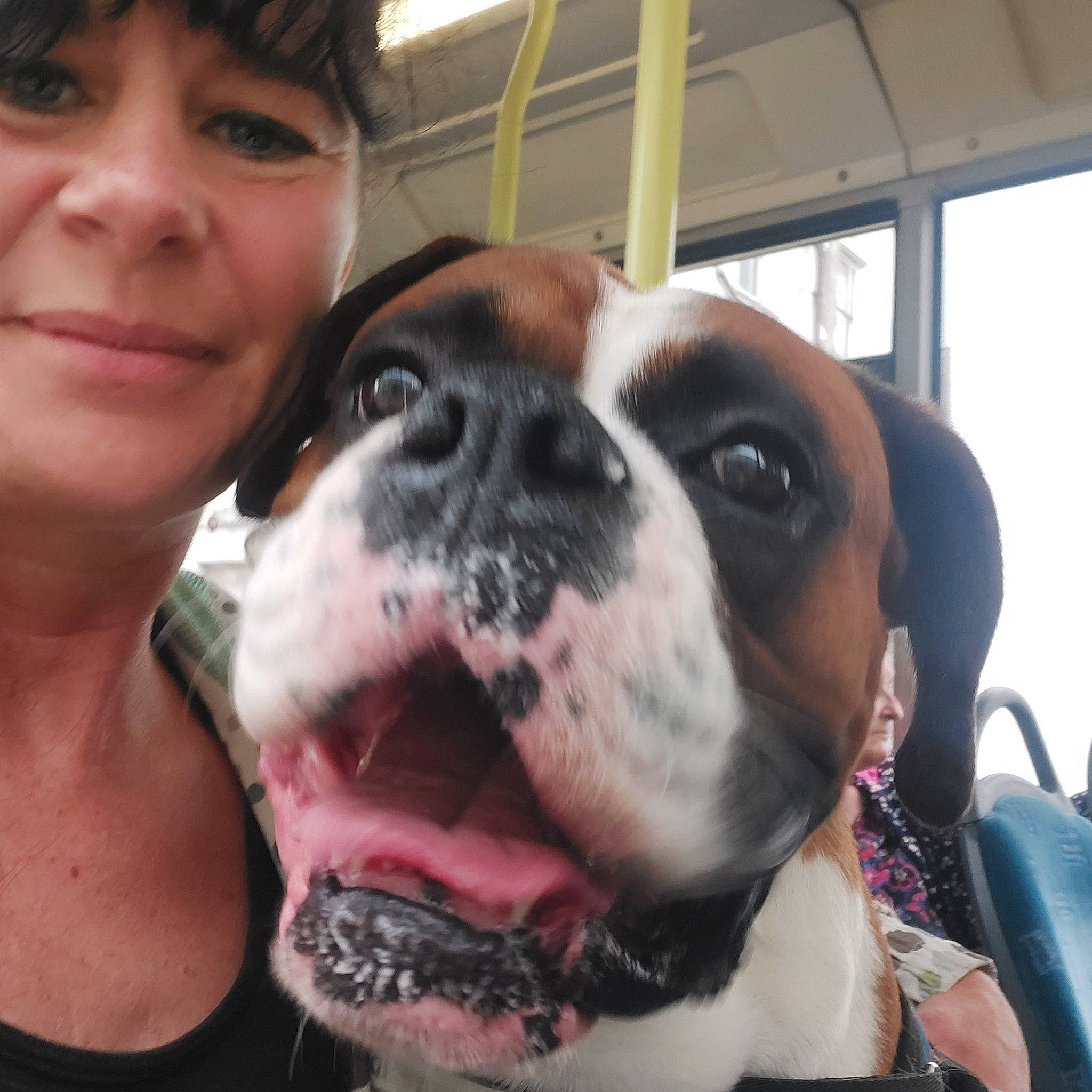 Thor joined the competition — help win amazing prizes! canidae, carnivore, collar, companion_dog, dog, dog_breed, dog_collar, ear, fawn, fur, happy, mammal, selfie, snout, sporting_group, vertebrate, whiskers, window, working_animal, wrinkle