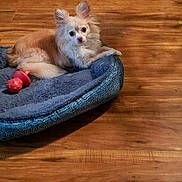Tanner is registered to the contest to win money with this photo: dog, pet_bed, toy, wooden_floor, indoor, small_dog, long_hair, curious, relaxed, light_colored, cozy, animal, companion, home, flooring, playful, cute, domestic, resting, fur