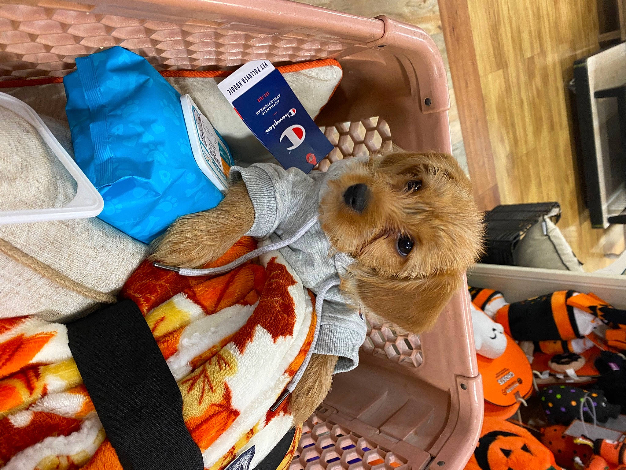 Charlie is registered to the contest to win money with this photo: audio_equipment, basket, carnivore, companion_dog, dog, dog_breed, eyewear, fashion_accessory, food, fur, ingredient, junk_food, orange, personal_protective_equipment, plastic, plastic_bag, stuffed_toy, sunglasses, toy, toy_dog