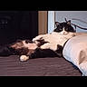 cat, black_and_white_cat, fluffy, feline, pet, animal, lying_down, lounging, bed, bedroom, pillow, blanket, indoor, relaxed, sleepy, long_hair, black_fur, white_fur, portrait, home