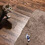 Sassy joined the competition — help win amazing prizes! cat, tabby, wooden_floor, rug, toy, pet, indoor, curious, animal, feline, domestic, brown, beige, playful, flooring, household, looking, motion_blur, home, pet_toy