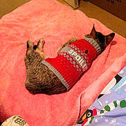 Sassy joined the competition — help win amazing prizes! cat, pet, sweater, clothing, pink_towel, sleeping, indoor, cozy, feline, animal, resting, patterned_blanket, tabby, cute, warm, soft_texture, colorful, relaxing, domestic, nap