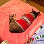 cat, pet, sweater, clothing, pink_towel, sleeping, indoor, cozy, feline, animal, resting, patterned_blanket, tabby, cute, warm, soft_texture, colorful, relaxing, domestic, nap