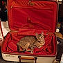 Sassy joined the competition — help win amazing prizes! cat, tabby_cat, suitcase, open_suitcase, indoor, red_fabric, pet, animal, feline, curious, resting, looking_at_camera, travel, luggage, cozy, brown_cat, striped_cat, home, carpet, hanger