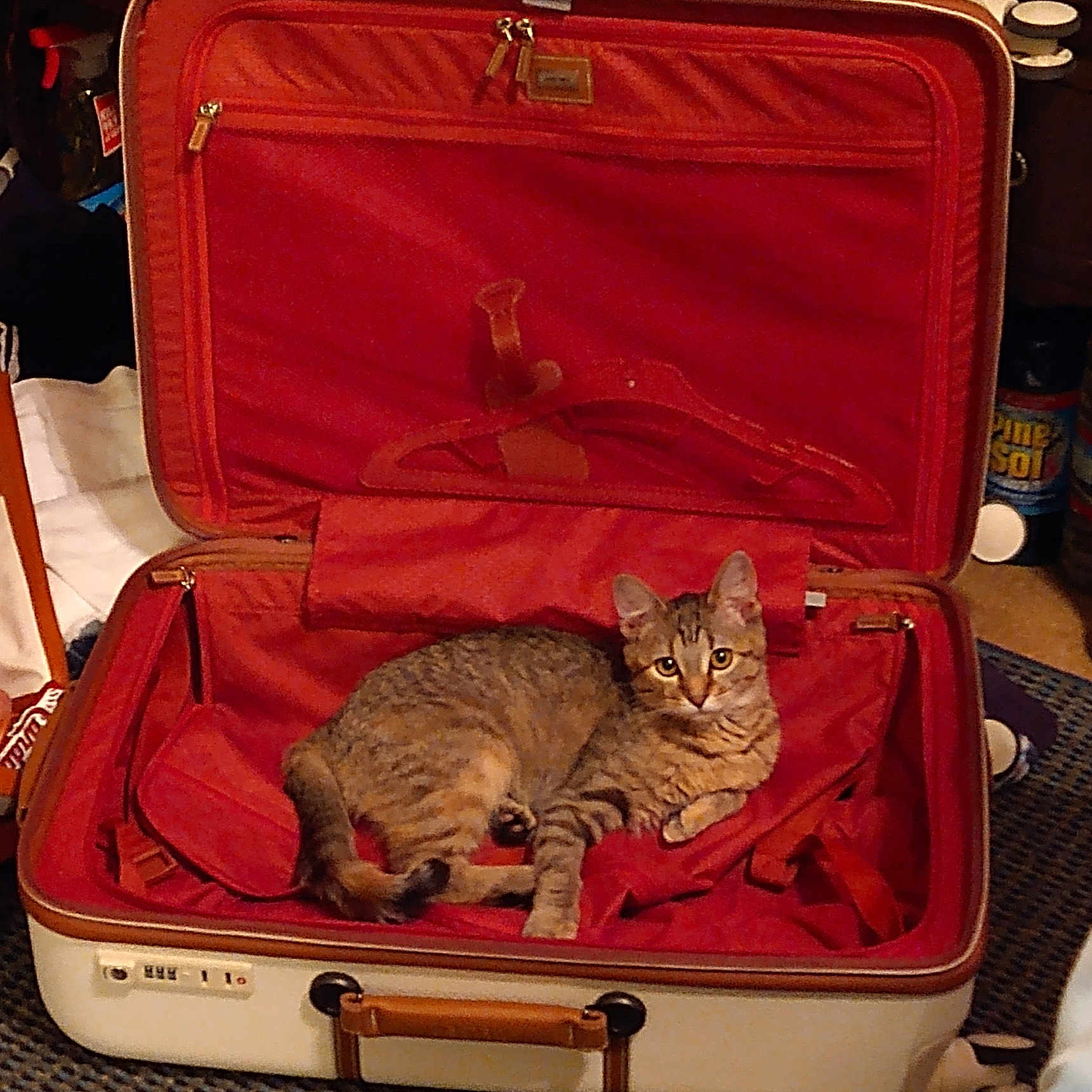 Sassy joined the competition — help win amazing prizes! animal, brown_cat, carpet, cat, cozy, curious, feline, hanger, home, indoor, looking_at_camera, luggage, open_suitcase, pet, red_fabric, resting, striped_cat, suitcase, tabby_cat, travel