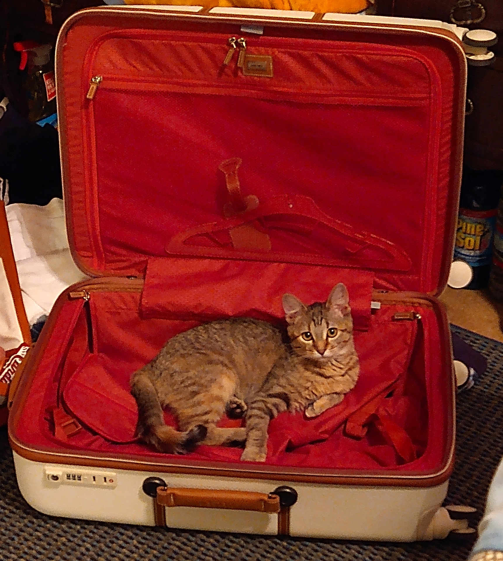 Sassy joined the competition — help win amazing prizes! cat, tabby_cat, suitcase, open_suitcase, indoor, red_fabric, pet, animal, feline, curious, resting, looking_at_camera, travel, luggage, cozy, brown_cat, striped_cat, home, carpet, hanger
