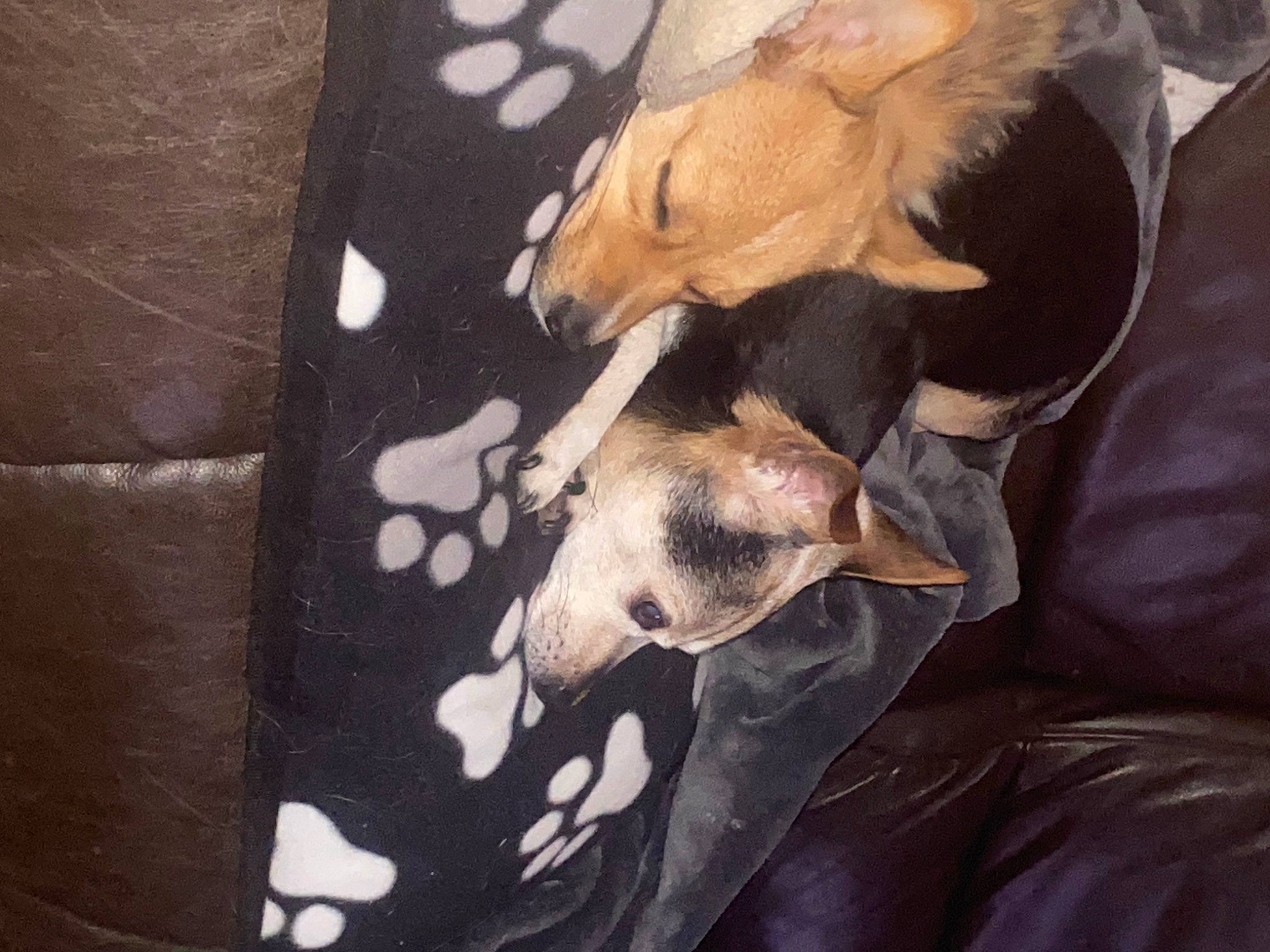 Charlie joined the competition — help win amazing prizes! canidae, carnivore, comfort, companion_dog, dog, dog_breed, fawn, fur, non_sporting_group, snout, sporting_group, tail, terrestrial_animal, toy_dog, whiskers, working_animal