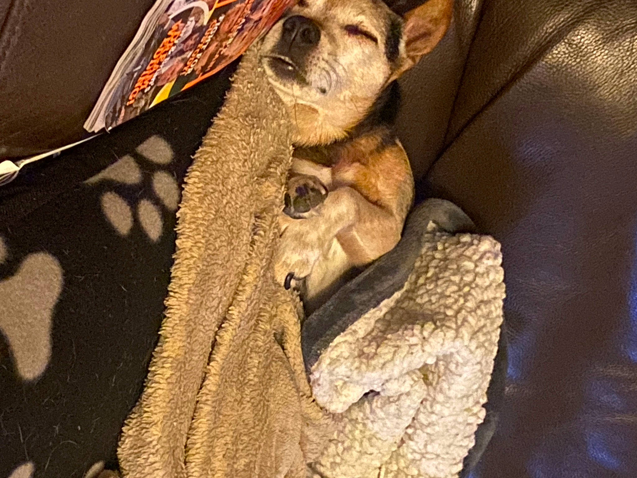 Charlie joined the competition — help win amazing prizes! brown, canidae, carnivore, collar, comfort, companion_dog, dog, dog_breed, fawn, fur, linens, pattern, polar_fleece, sleeve, sporting_group, terrestrial_animal, toy_dog, whiskers, working_animal