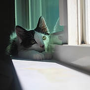 Nelly joined the competition — help win amazing prizes! cat, kitten, black_and_white, window, reflection, sunlight, windowsill, indoor, pet, animal, curious, resting, feline, whiskers, ears, paws, glass, daylight, closeup, peaceful