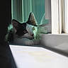 cat, kitten, black_and_white, window, reflection, sunlight, windowsill, indoor, pet, animal, curious, resting, feline, whiskers, ears, paws, glass, daylight, closeup, peaceful