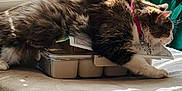 Mavis joined the competition — help win amazing prizes! bed, blanket, cat, collar, cozy, domestic, feline, fur, home, indoor, paper, paw, pet, plastic_container, relaxing, resting, sleeping, soft, sunlight, window