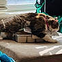 bed, blanket, cat, collar, cozy, domestic, feline, fur, home, indoor, paper, paw, pet, plastic_container, relaxing, resting, sleeping, soft, sunlight, window