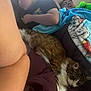 Mavis is registered to the contest to win money with this photo: animal, bed, blanket, boy, casual, cat, comfort, cozy, family, fur, furniture, home, indoor, man, person, portrait, relaxing, resting, sleeping, warm