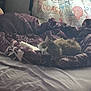 Mavis is registered to the contest to win money with this photo: bed, blanket, cat, comfort, cozy, curtain, decor, domestic, feline, fur, indoor, pattern, pet, purple, relaxation, resting, sleeping, soft_light, textile, window