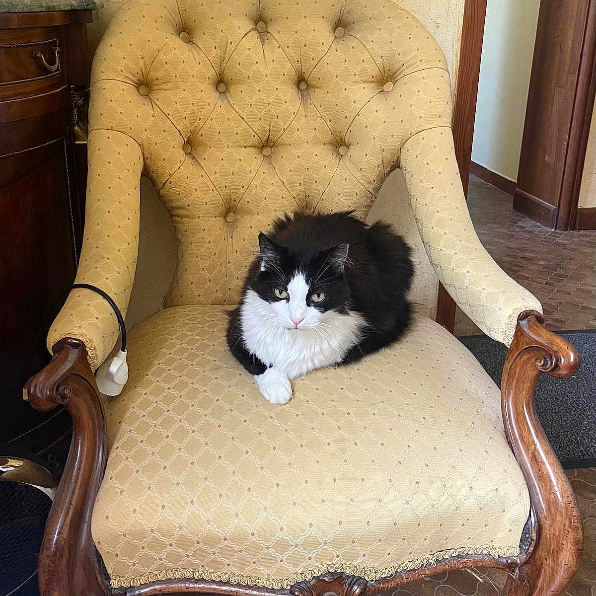 Diddly participe au concours pour gagner de l'argent avec cette photo : animal, armchair, black_and_white_cat, cabinet, cat, cozy, domestic_cat, feline, floor_tiles, fur, home_interior, indoor, pet, picture_frame, relaxing, resting, sitting, upholstered_chair, vintage_furniture, wooden_armrests