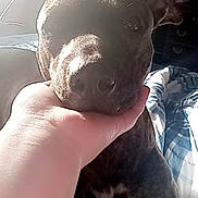 Truffles is registered to the contest to win money with this photo: dog, pet, hand, bedroom, furniture, blanket, sunlight, resting, close_up, domestic_animal, canine, indoor, comfort, person_hand, striped_blanket, dresser, shadow, relaxation, animal_face, cozy