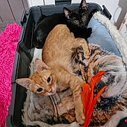 Jupiter a rejoint le concours — aidez-le/la à gagner de superbes lots ! cat, kitten, black_cat, orange_cat, pet, indoor, basket, blanket, toy, feather_toy, cute, animal, feline, snuggling, resting, curious, cozy, playful, floor, home